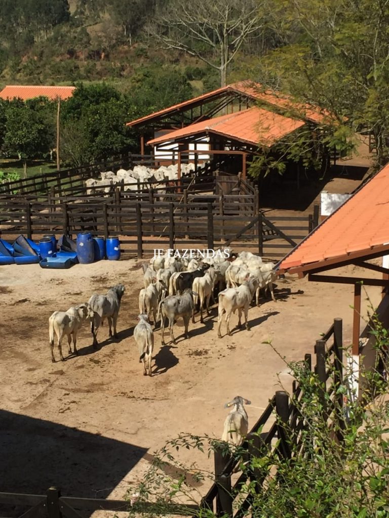Fazenda em Torreões – Juiz de Fora – 235 hectares Fazenda em Torreões – Juiz de Fora – 235 hectares