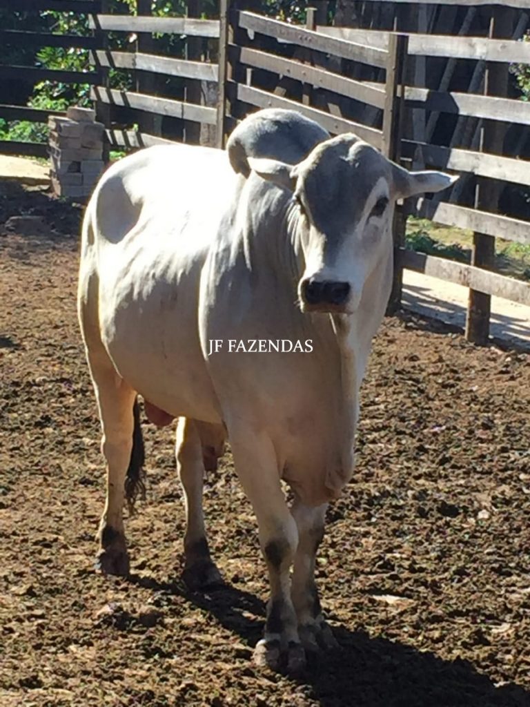 Fazenda em Torreões – Juiz de Fora – 235 hectares Fazenda em Torreões – Juiz de Fora – 235 hectares