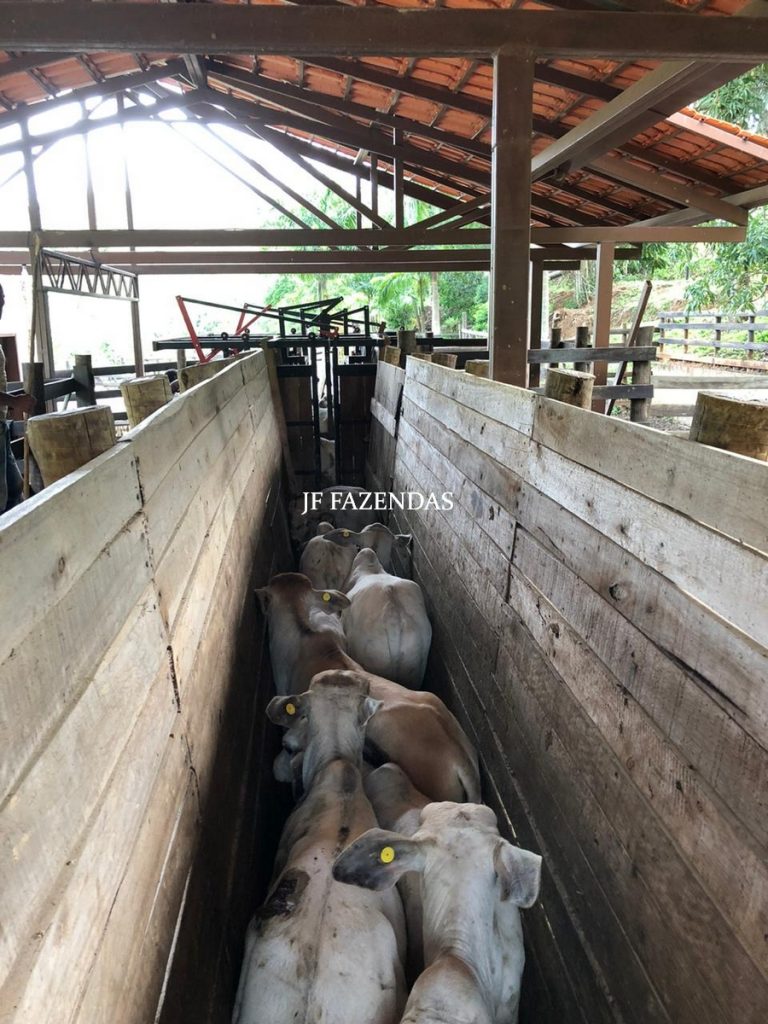 Fazenda em Torreões – Juiz de Fora – 235 hectares Fazenda em Torreões – Juiz de Fora – 235 hectares