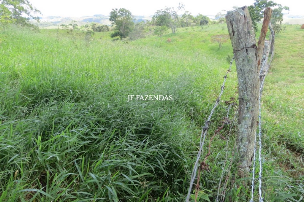 Sítio em Chácara/MG – 39,2 hectares Sítio em Chácara/MG – 39,2 hectares