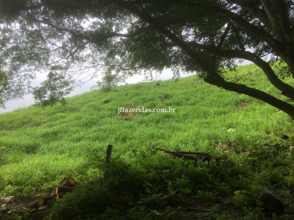 Fazenda em Mar de Espanha/MG – 87 hectares Fazenda em Mar de Espanha/MG – 87 hectares