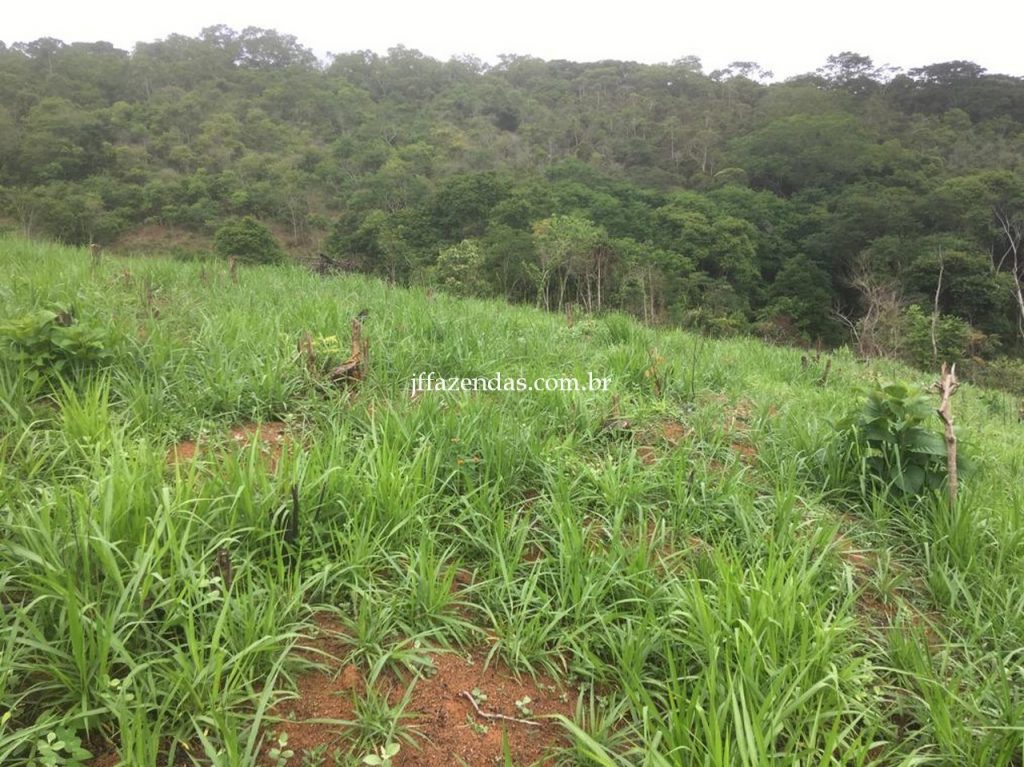 Fazenda em Mar de Espanha/MG – 87 hectares Fazenda em Mar de Espanha/MG – 87 hectares