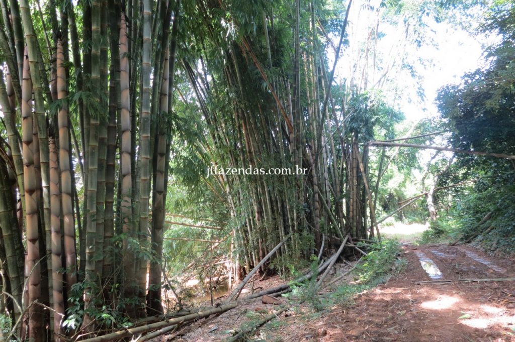 Fazenda em Piau/MG com 156,47.93 hectares Fazenda em Piau/MG com 156,47.93 hectares
