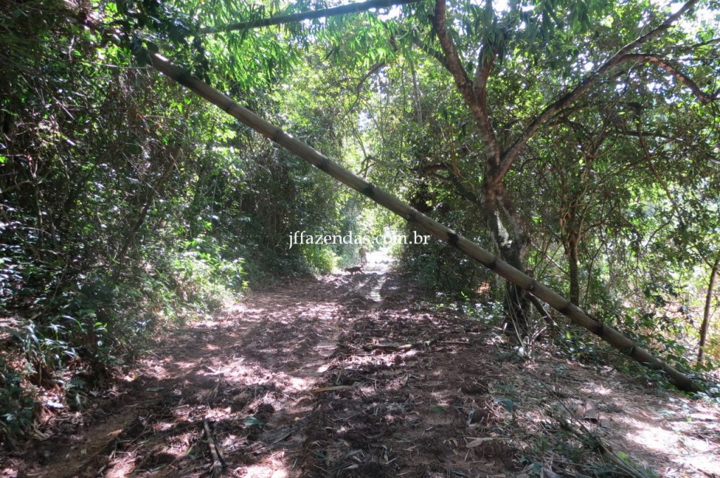 Fazenda em Piau/MG com 156,47.93 hectares Fazenda em Piau/MG com 156,47.93 hectares