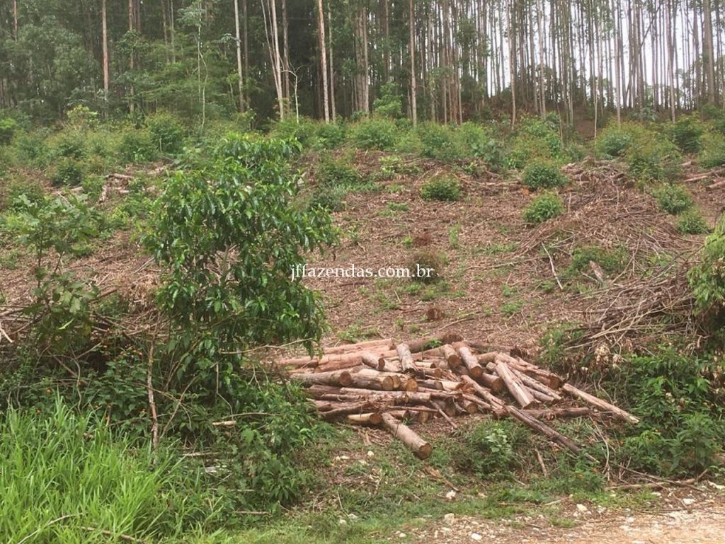 Fazenda em Mar de Espanha/MG – 87 hectares Fazenda em Mar de Espanha/MG – 87 hectares