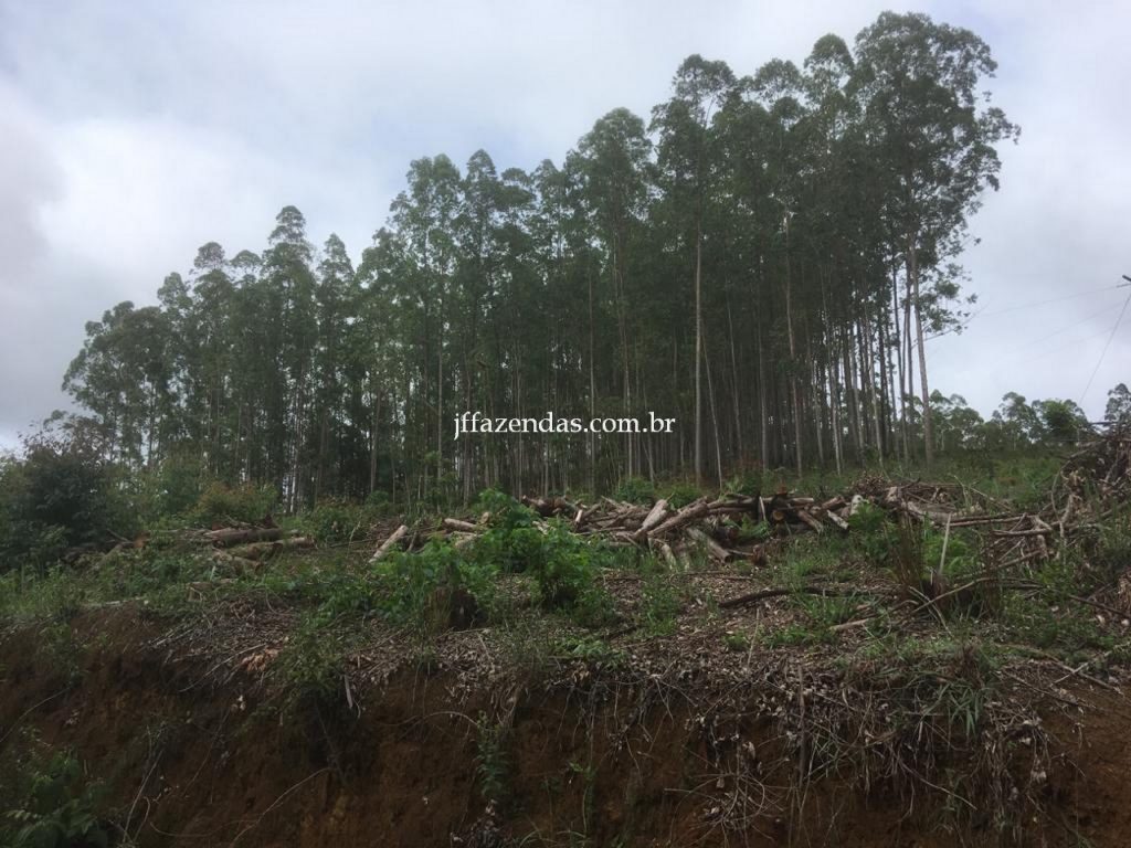 Fazenda em Mar de Espanha/MG – 87 hectares Fazenda em Mar de Espanha/MG – 87 hectares