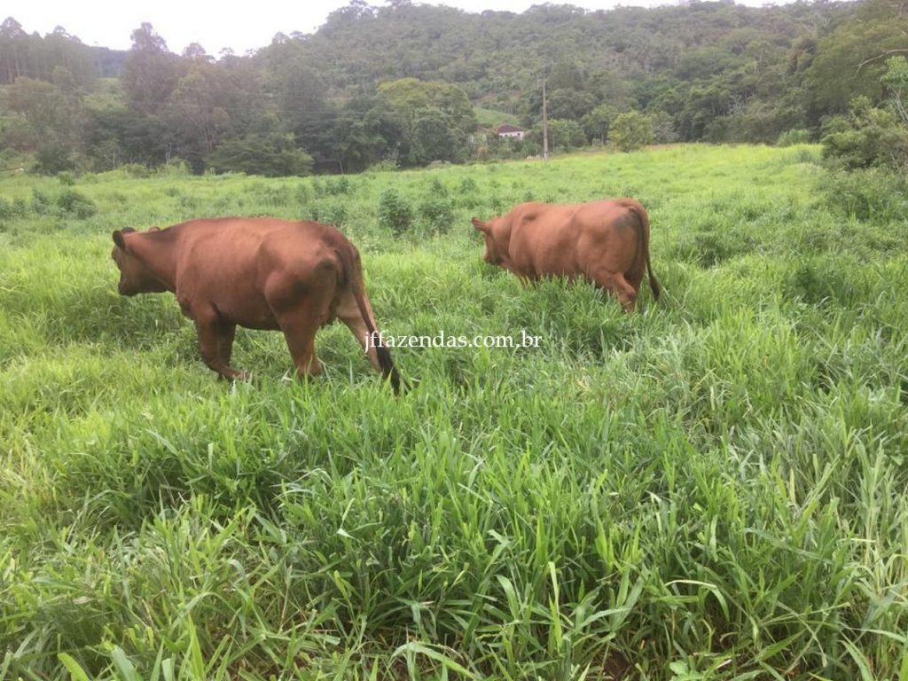 Fazenda em Mar de Espanha/MG – 87 hectares Fazenda em Mar de Espanha/MG – 87 hectares