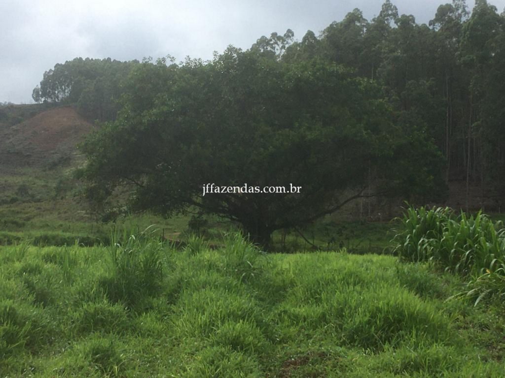 Fazenda em Mar de Espanha/MG – 87 hectares Fazenda em Mar de Espanha/MG – 87 hectares