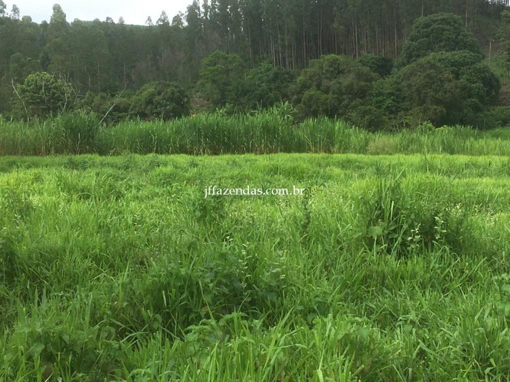 Fazenda em Mar de Espanha/MG – 87 hectares Fazenda em Mar de Espanha/MG – 87 hectares