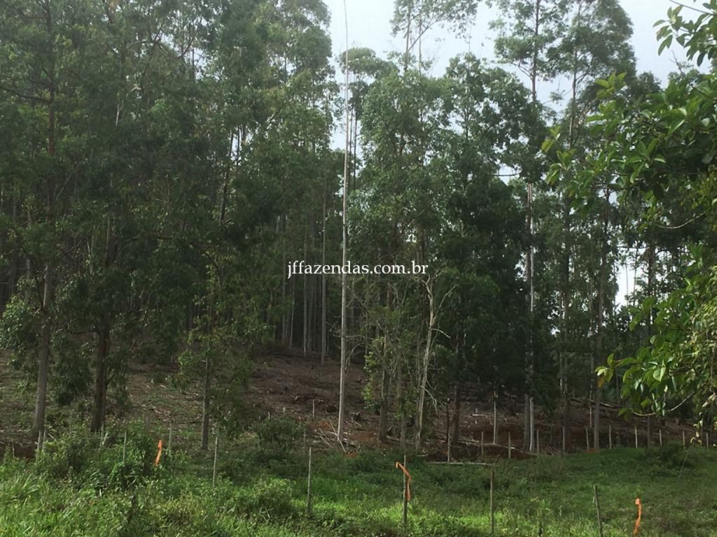 Fazenda em Mar de Espanha/MG – 87 hectares Fazenda em Mar de Espanha/MG – 87 hectares
