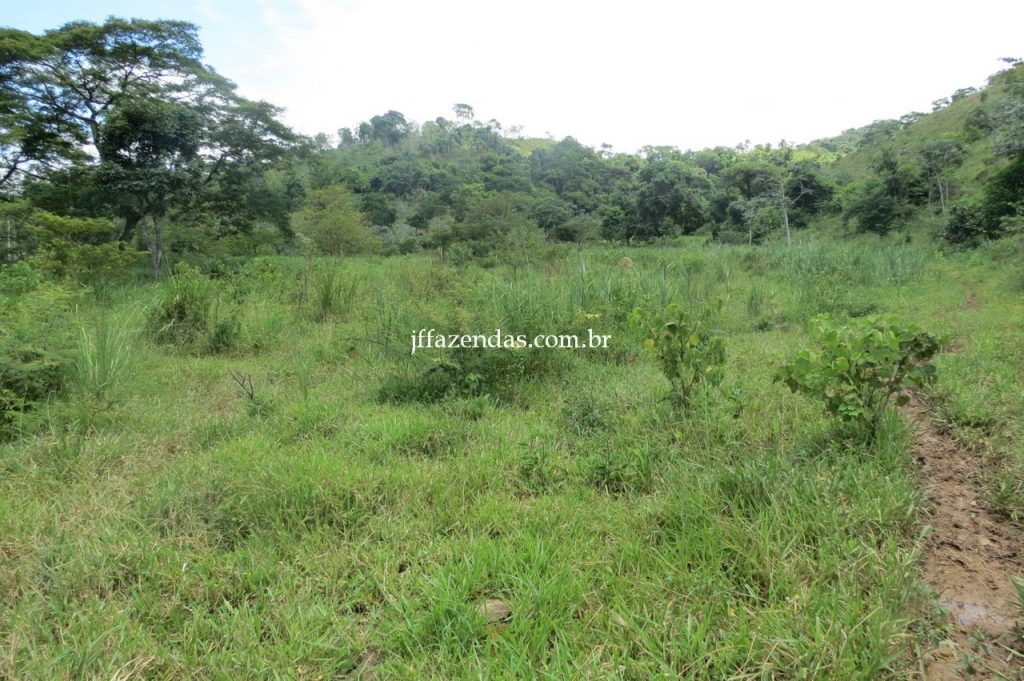 Fazenda em Piau/MG com 156,47.93 hectares Fazenda em Piau/MG com 156,47.93 hectares