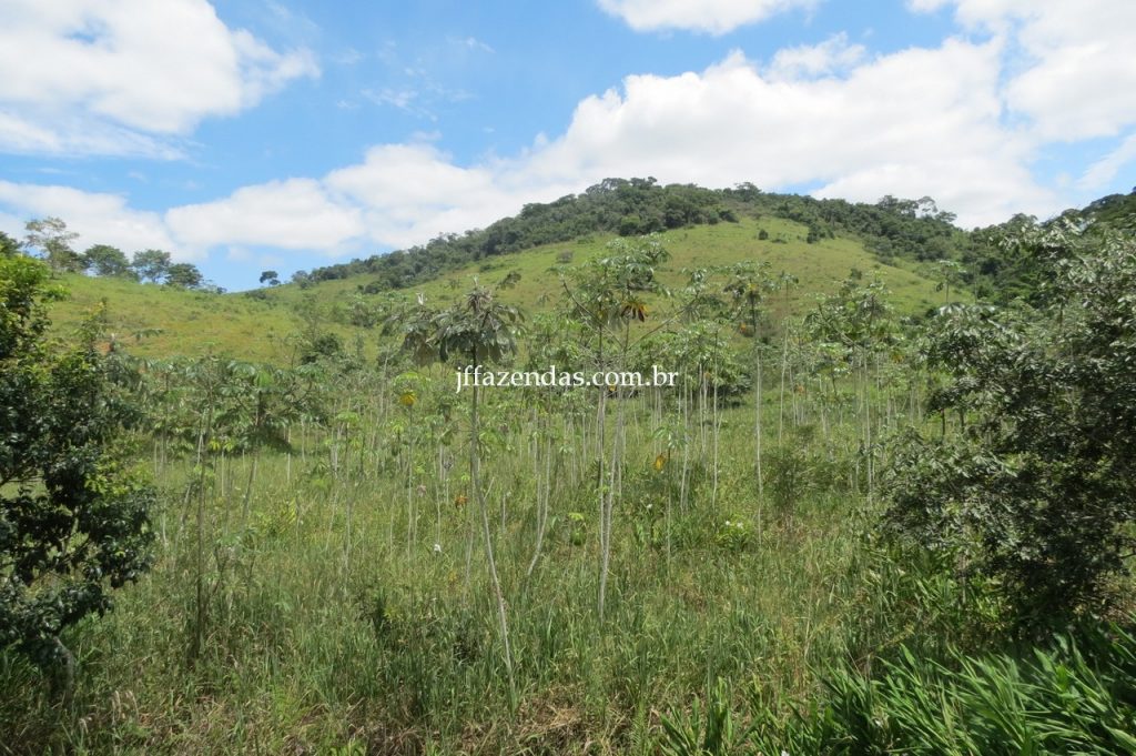 Fazenda em Piau/MG com 156,47.93 hectares Fazenda em Piau/MG com 156,47.93 hectares