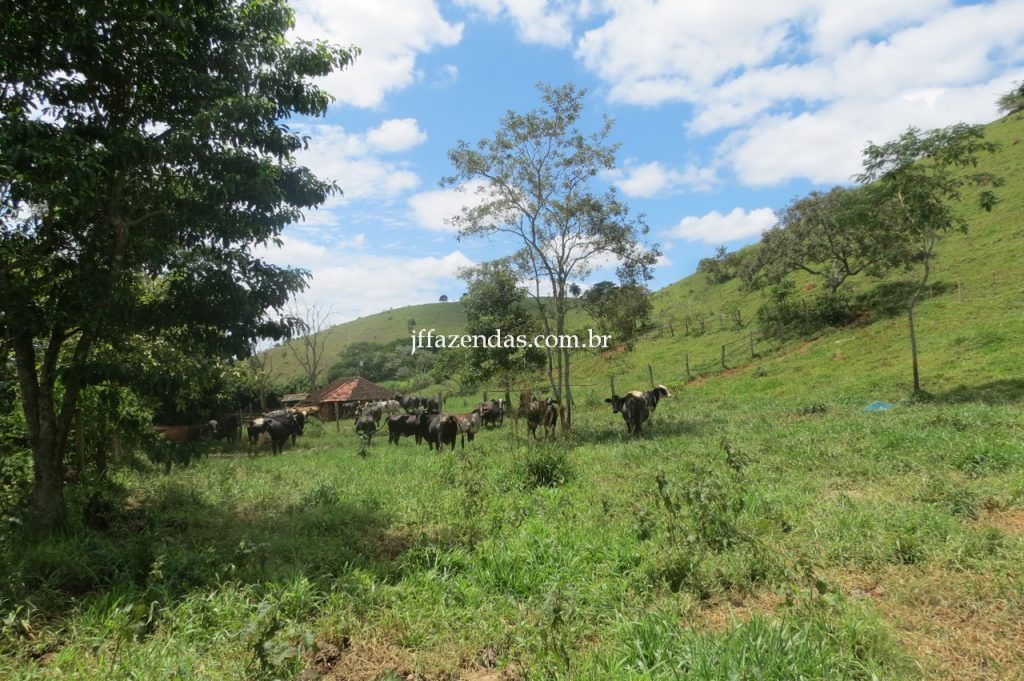 Fazenda em Piau/MG com 156,47.93 hectares Fazenda em Piau/MG com 156,47.93 hectares