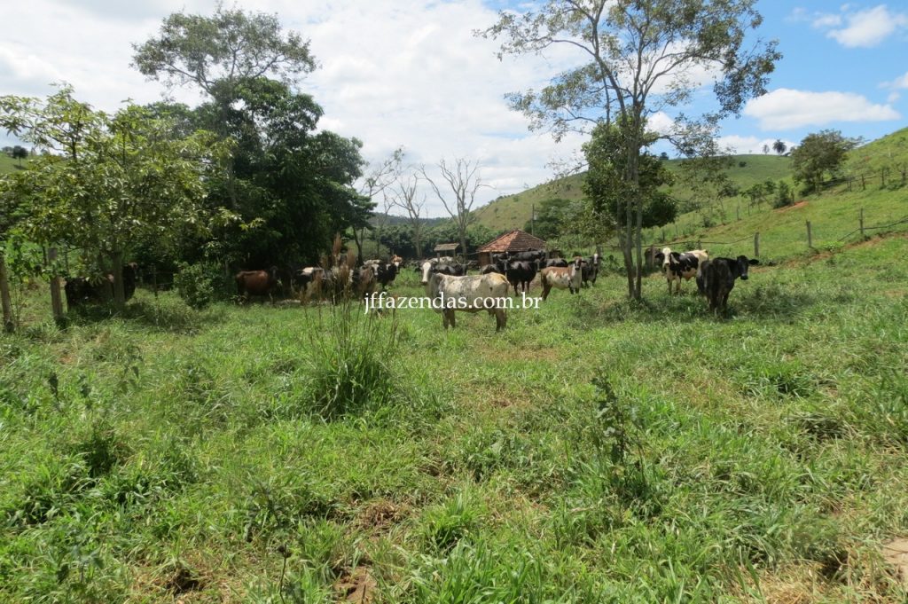 Fazenda em Piau/MG com 156,47.93 hectares Fazenda em Piau/MG com 156,47.93 hectares