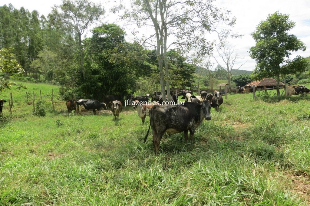 Fazenda em Piau/MG com 156,47.93 hectares Fazenda em Piau/MG com 156,47.93 hectares