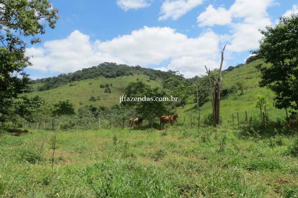Fazenda em Piau/MG com 156,47.93 hectares Fazenda em Piau/MG com 156,47.93 hectares