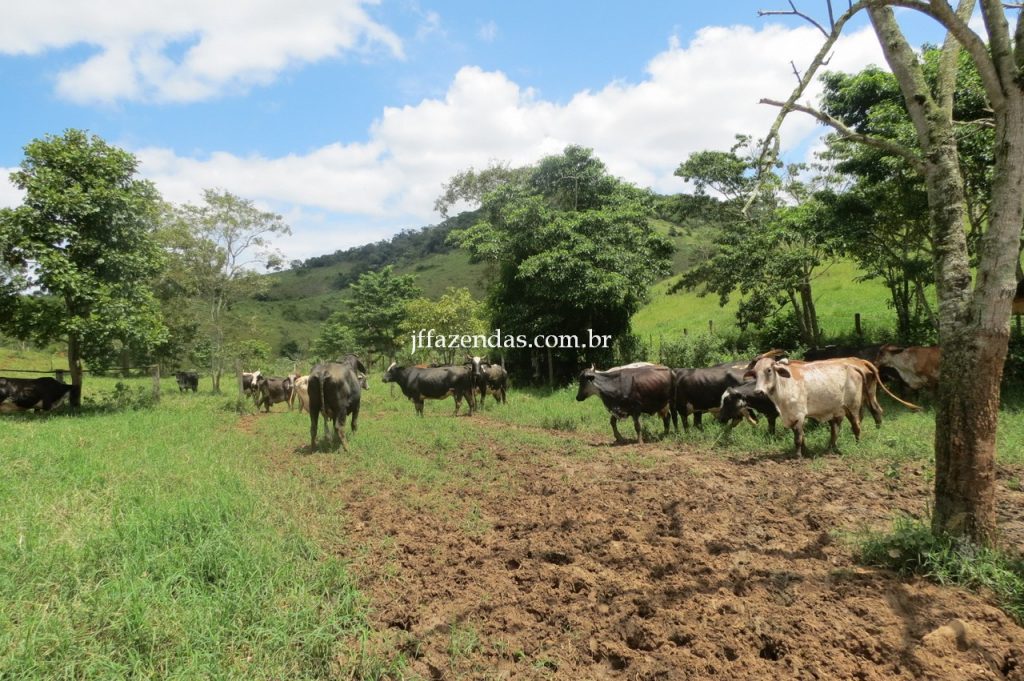 Fazenda em Piau/MG com 156,47.93 hectares Fazenda em Piau/MG com 156,47.93 hectares