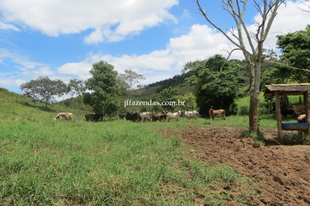 Fazenda em Piau/MG com 156,47.93 hectares Fazenda em Piau/MG com 156,47.93 hectares