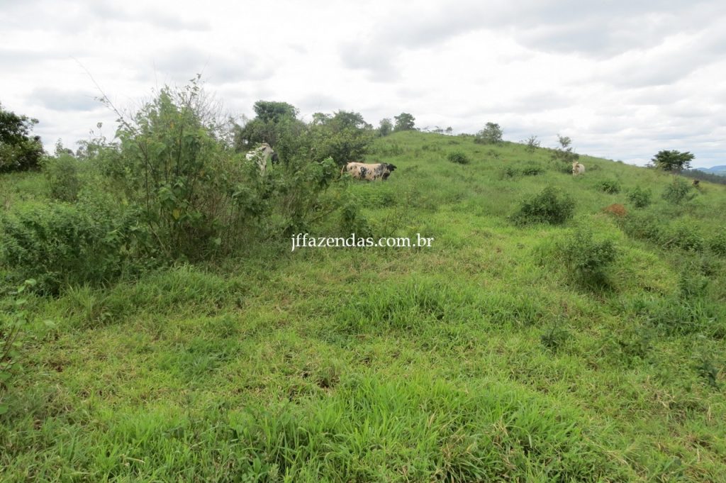 Fazenda em Piau/MG com 156,47.93 hectares Fazenda em Piau/MG com 156,47.93 hectares
