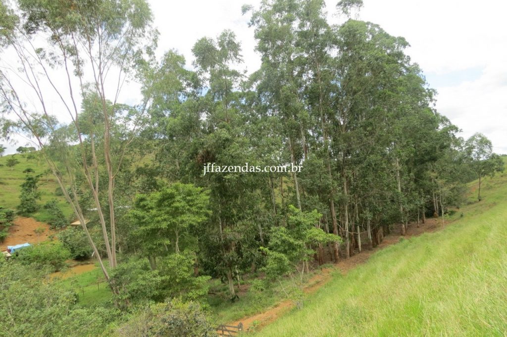 Fazenda em Piau/MG com 156,47.93 hectares Fazenda em Piau/MG com 156,47.93 hectares