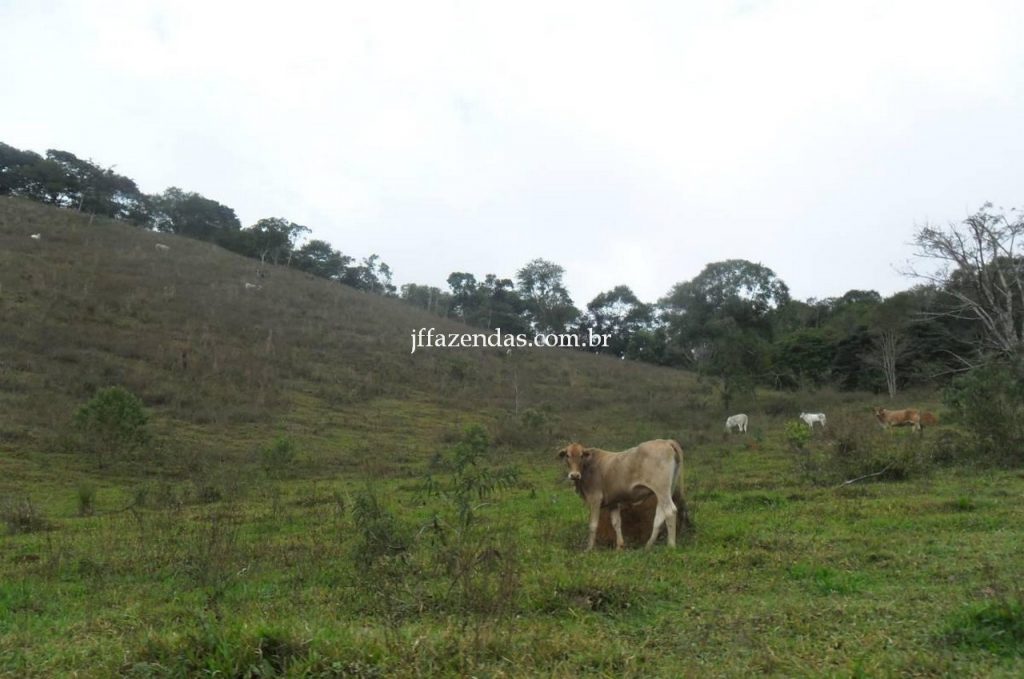 Fazenda em Juiz de Fora/MG – 288 hectares Fazenda em Juiz de Fora/MG – 288 hectares