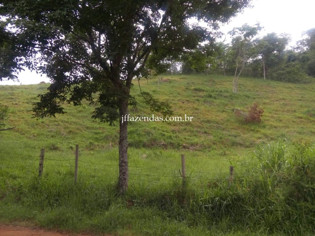 Sitio em Matias Barbosa – MG – 17 hectares