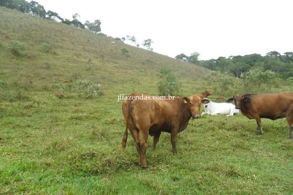 Fazenda em Juiz de Fora/MG – 288 hectares Fazenda em Juiz de Fora/MG – 288 hectares