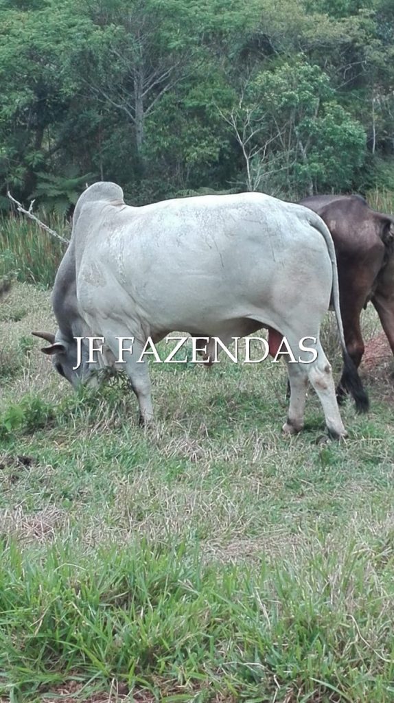 Sitio em Pedro Teixeira/MG – 44 hectares Sitio em Pedro Teixeira/MG – 44 hectares