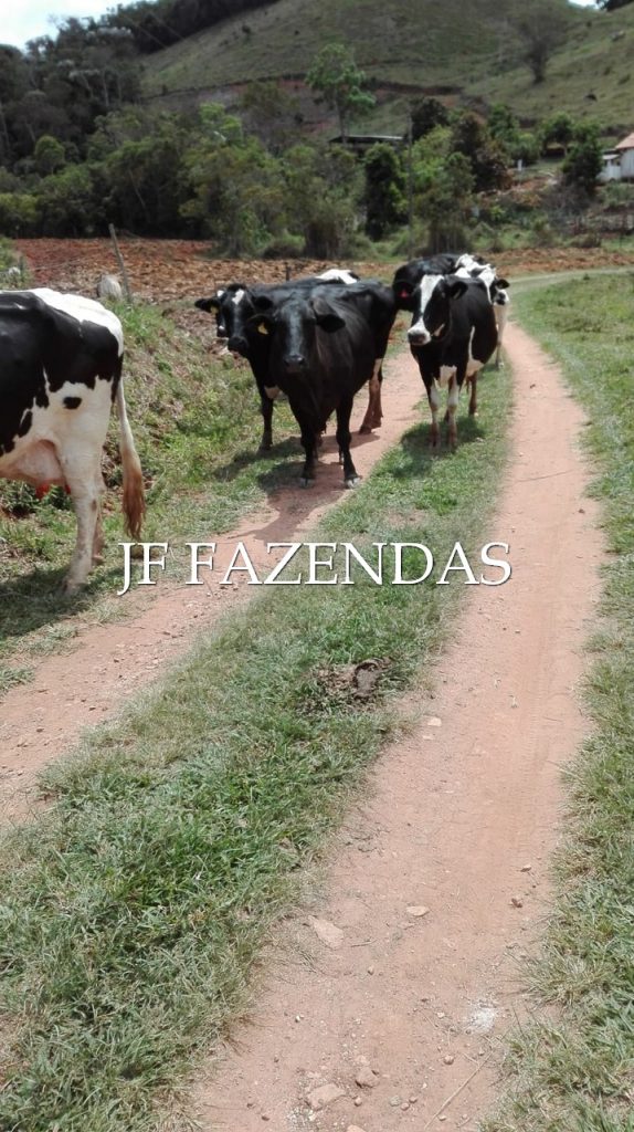 Sitio em Pedro Teixeira/MG – 44 hectares Sitio em Pedro Teixeira/MG – 44 hectares