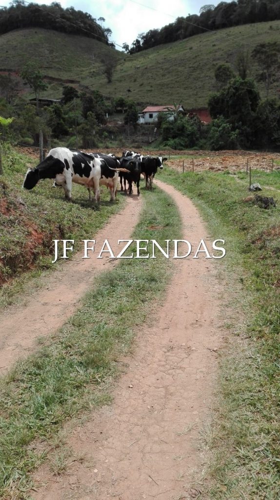 Sitio em Pedro Teixeira/MG – 44 hectares Sitio em Pedro Teixeira/MG – 44 hectares