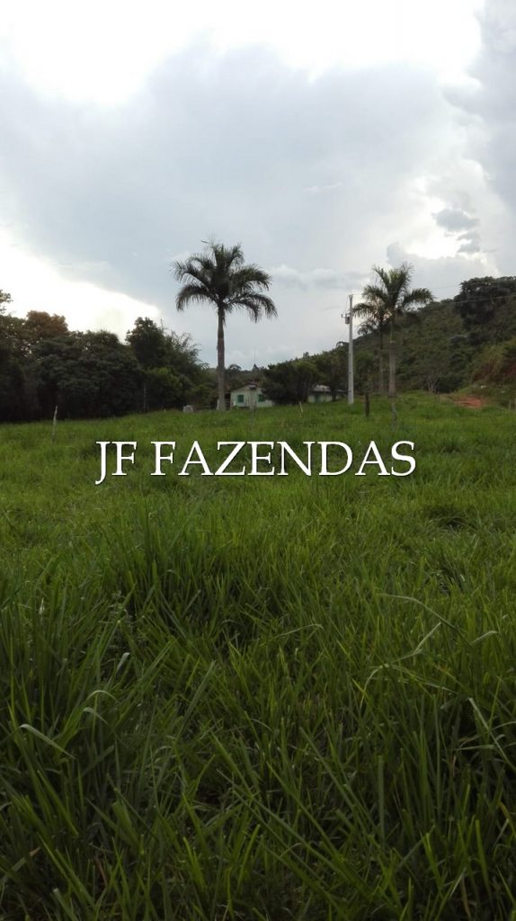 Sitio em Pedro Teixeira/MG – 44 hectares Sitio em Pedro Teixeira/MG – 44 hectares