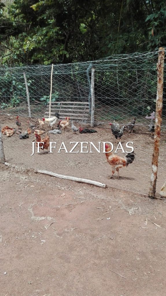 Sitio em Pedro Teixeira/MG – 44 hectares Sitio em Pedro Teixeira/MG – 44 hectares