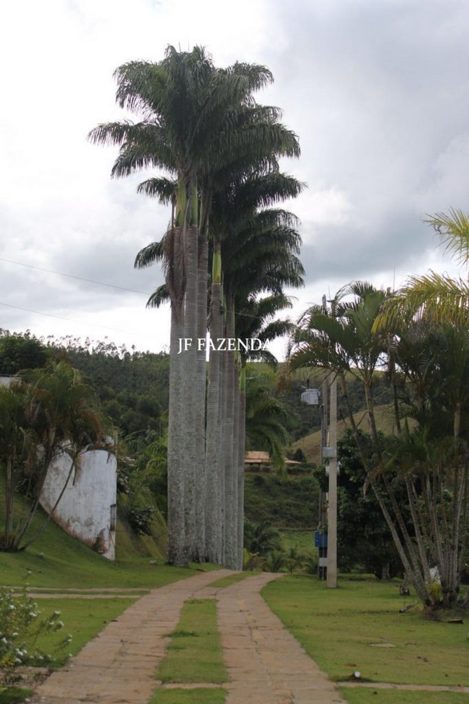 Fazenda em Juiz de Fora – MG – 100 hectares Fazenda em Juiz de Fora – MG – 100 hectares