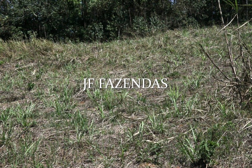 Sitio em Juiz de Fora-MG – 59 hectares Sitio em Juiz de Fora-MG – 59 hectares