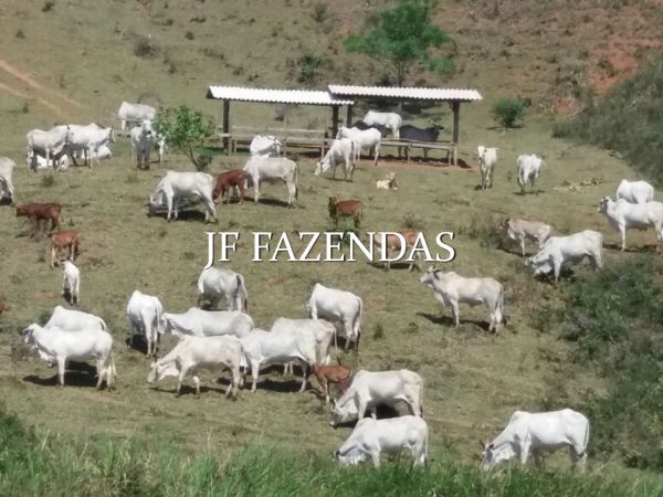 Fazenda em Lima Duarte – MG 126,4 hectares