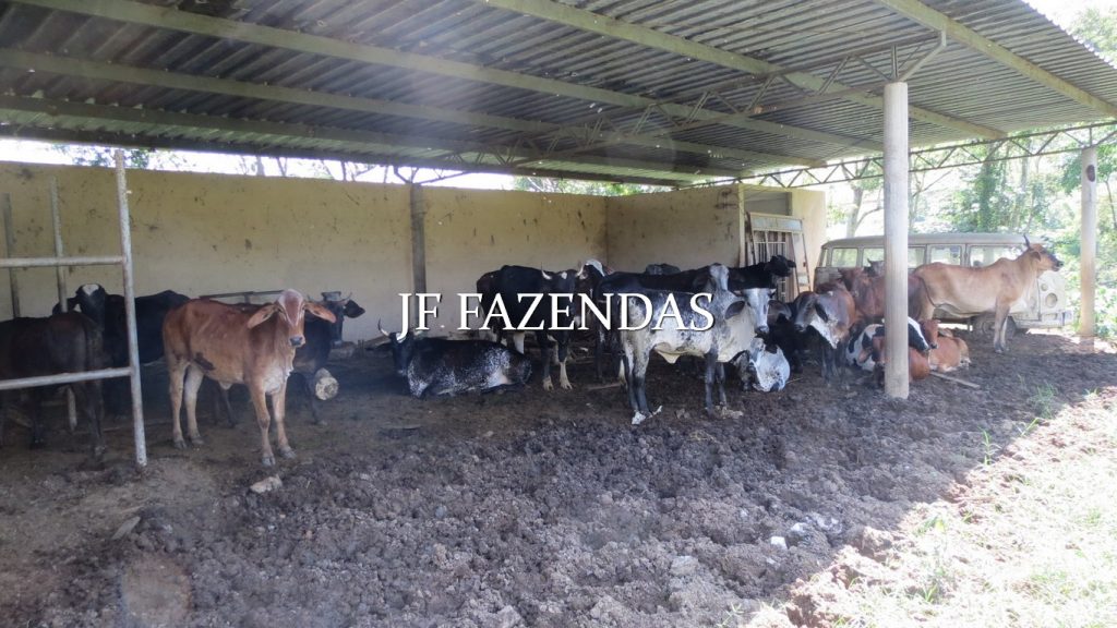 Fazenda em Coronel Pacheco-MG 137 hectares Fazenda em Coronel Pacheco-MG 137 hectares