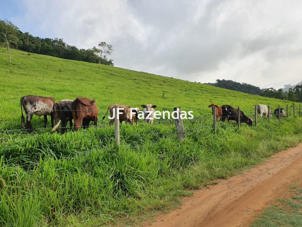 Sitio em Piau-MG – 31.9 hectares
