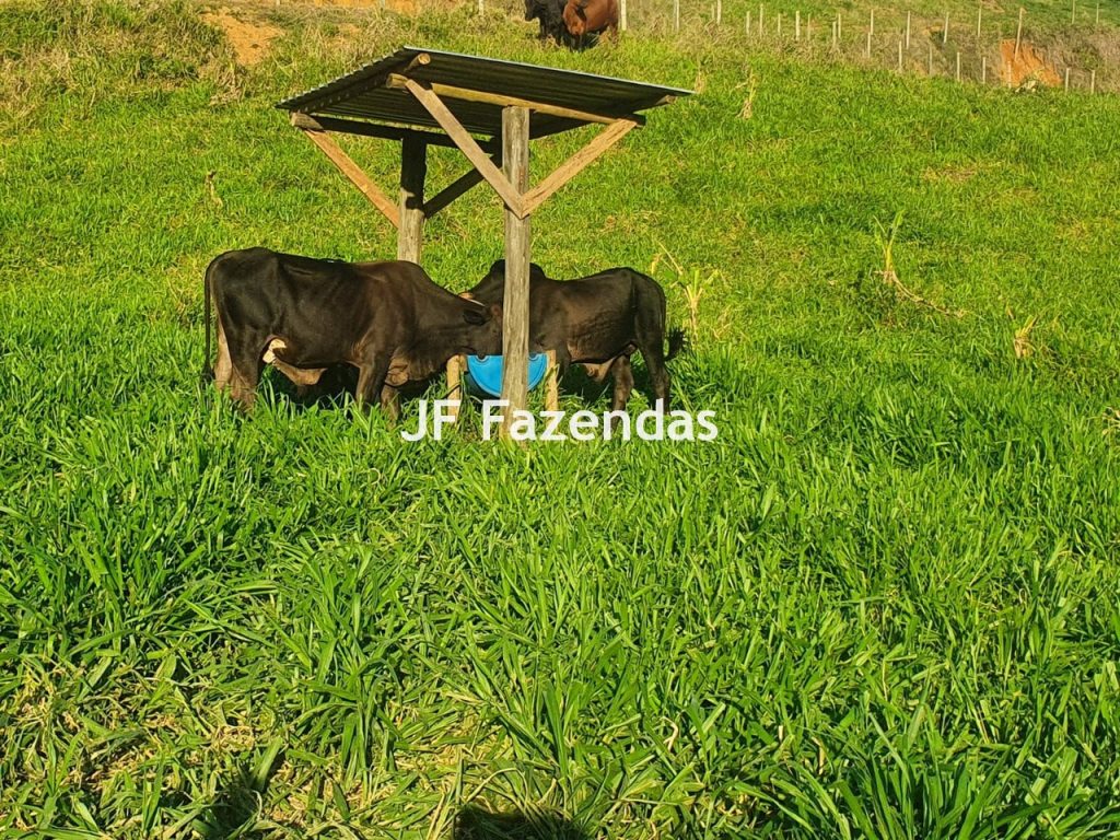 Sitio em Piau-MG – 31.9 hectares