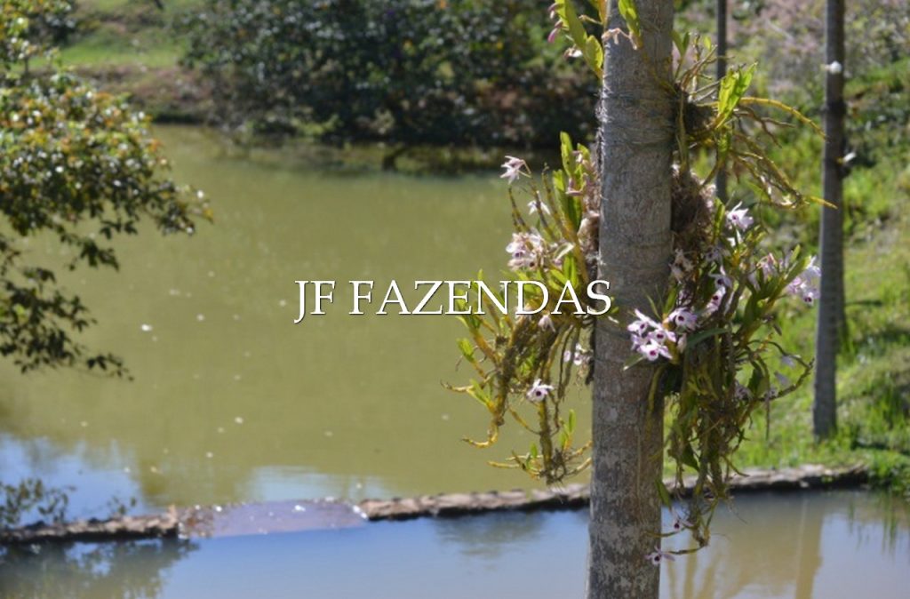 Sitio em Juiz de Fora-MG – 86 hectares