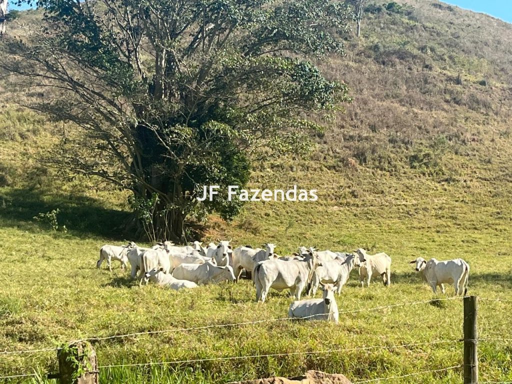 Fazenda em Guarará – MG 415 hectares