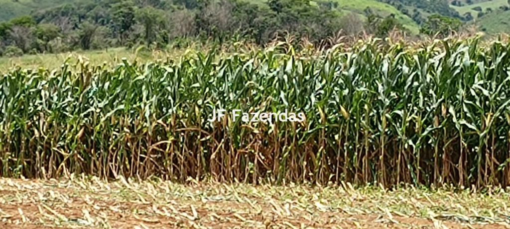 Fazenda em Guarará – MG 415 hectares