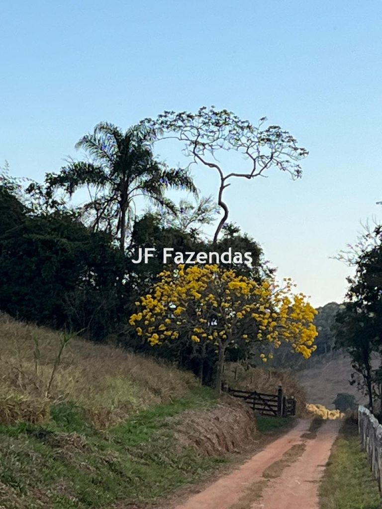 Fazenda em Guarará – MG 415 hectares