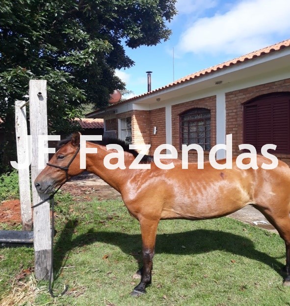 Fazenda em Serranos – MG – 84 hectares