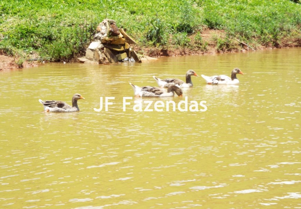 Fazenda em Serranos – MG – 84 hectares