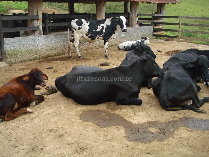 Sítio em Juiz de Fora – 19,8 hectares