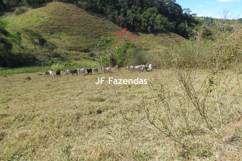 Sítio em Juiz de Fora – 19,8 hectares