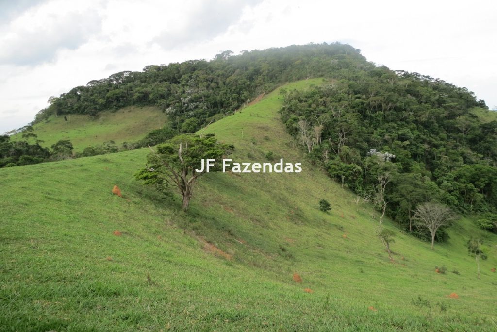 Fazenda em São João Nepomucendo – MG – 230 hectares