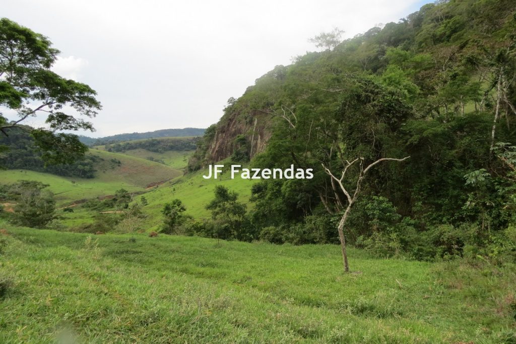 Fazenda em São João Nepomucendo – MG – 230 hectares