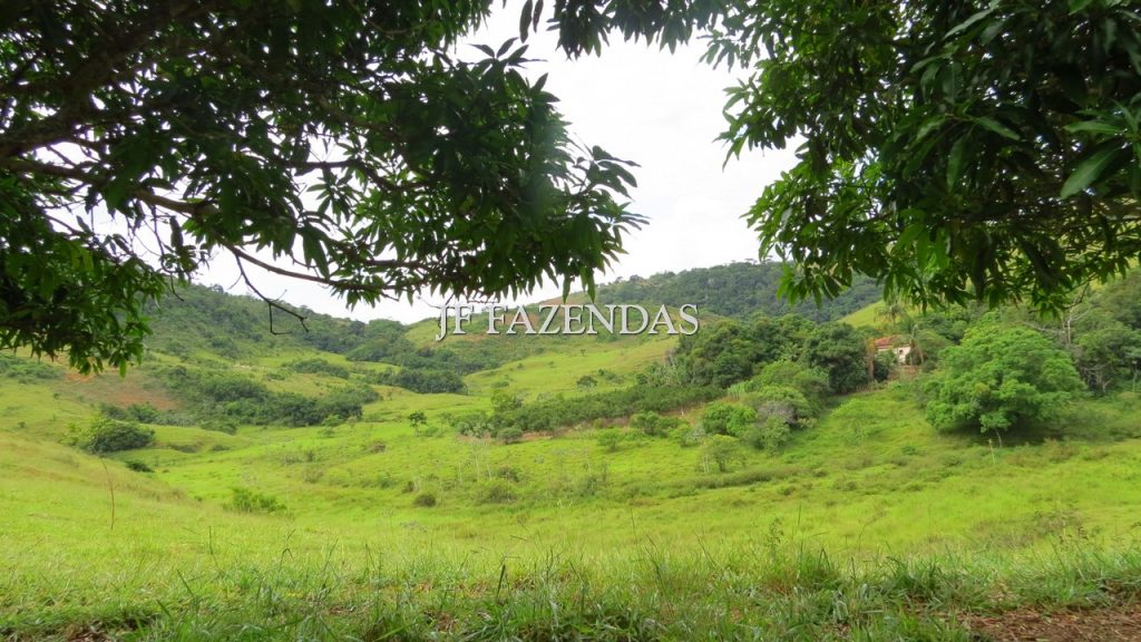Fazenda em São João Nepomuceno – MG – 302 hectares Fazenda em São João Nepomuceno – MG – 302 hectares