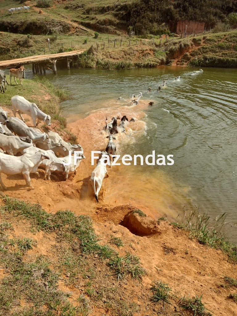 Fazenda em São João Nepomuceno – MG – 180 hectares Fazenda em São João Nepomuceno – MG – 180 hectares